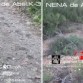 www,spanielsbreton.com
